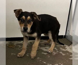 German Shepherd Dog Dogs for adoption in Stockton, CA, USA