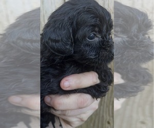 Maltipoo (Miniature) Puppy for sale in VENETA, OR, USA