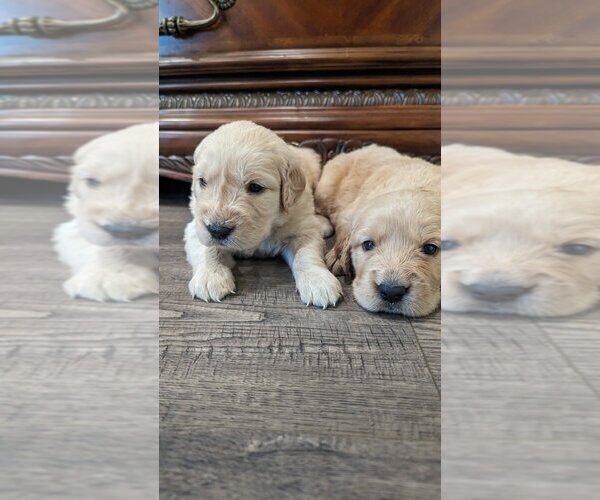 Medium Photo #4 Golden Retriever Puppy For Sale in SACRAMENTO, CA, USA
