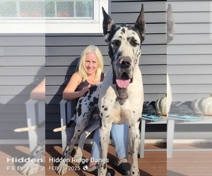 Father of the Great Dane puppies born on 04/04/2026