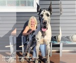 Small Photo #1 Great Dane Puppy For Sale in MOUNT STERLING, KY, USA