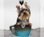 Small #3 Yorkshire Terrier