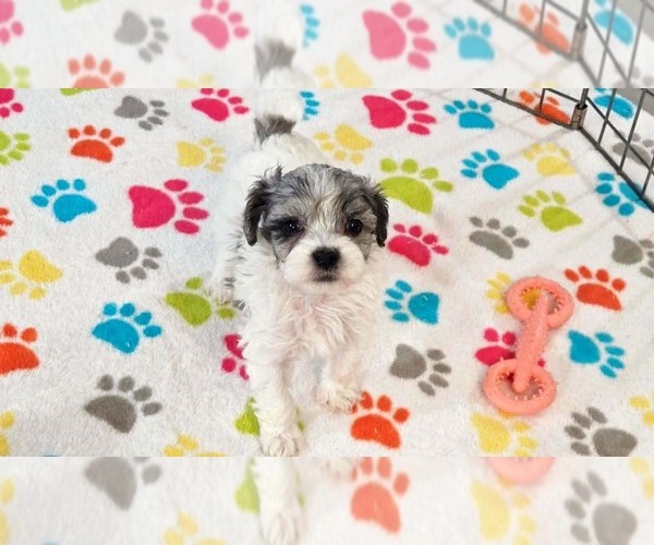 Medium Photo #5 Havapoo Puppy For Sale in ORO VALLEY, AZ, USA