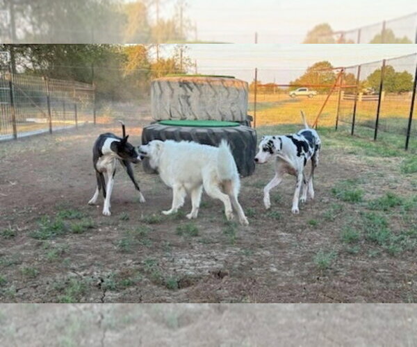 Medium Photo #2 Great Pyrenees Puppy For Sale in Vail, AZ, USA