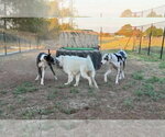 Small Photo #2 Great Pyrenees Puppy For Sale in Vail, AZ, USA