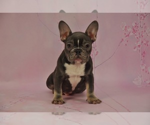 French Bulldog Puppy for sale in HOLLYWOOD, FL, USA