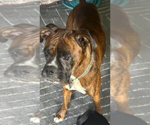 Dinger - Male Boxer Dog for Adoption - Photo #4