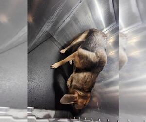 German Shepherd Dog-Unknown Mix Dogs for adoption in San Antonio, TX, USA