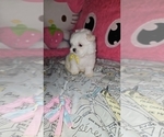 Puppy Pig Maltese