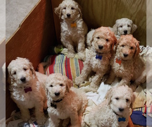 Goldendoodle Puppy for sale in BROADVIEW HEIGHTS, OH, USA