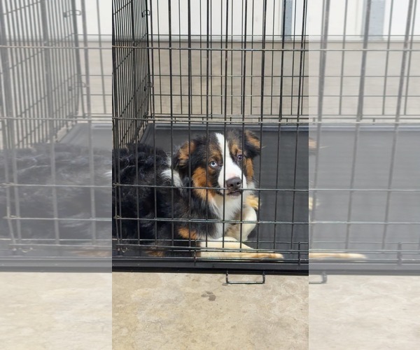 Medium Photo #5 Australian Shepherd-Unknown Mix Puppy For Sale in Minneapolis, MN, USA