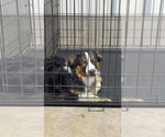 Small #4 Australian Shepherd Mix
