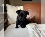 Small Photo #7 YorkiePoo Puppy For Sale in BREMEN, IN, USA