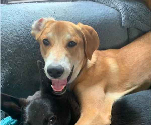 Medium Photo #8 Doberman Pinscher-Great Pyrenees Mix Puppy For Sale in Brooklyn Center, MN, USA
