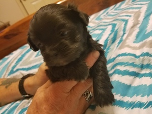 Shih-Poo Puppy for sale in WETUMPKA, AL, USA