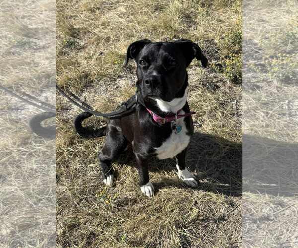 Medium Photo #1 Boxer-Unknown Mix Puppy For Sale in MIDWAY, UT, USA