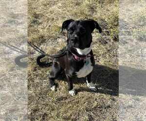 Boxer-Unknown Mix Dogs for adoption in MIDWAY, UT, USA