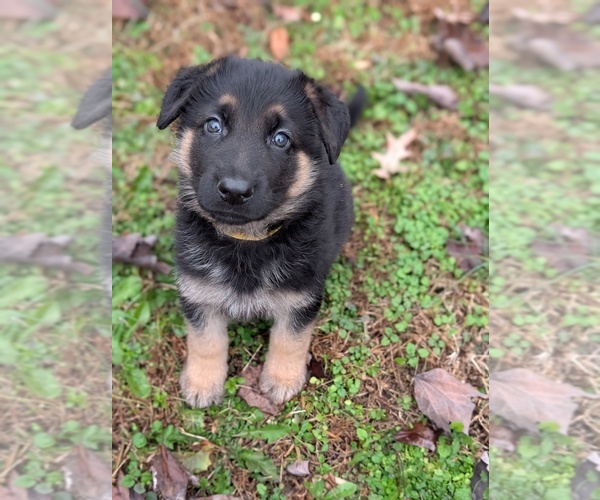 Medium Photo #2 German Shepherd Dog Puppy For Sale in BENSON, NC, USA