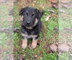Small #1 German Shepherd Dog