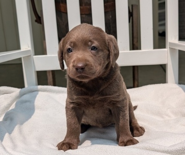 Medium Photo #7 Labrador Retriever Puppy For Sale in GOSHEN, IN, USA