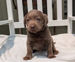 Small #6 Labrador Retriever