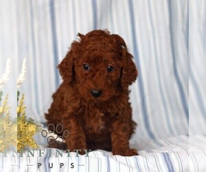 Poodle (Miniature) Puppy for sale in GAP, PA, USA