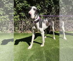 Small Great Dane