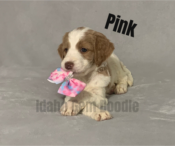 Medium Photo #5 Goldendoodle Puppy For Sale in HOMEDALE, ID, USA