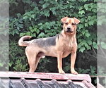 Small Black Mouth Cur