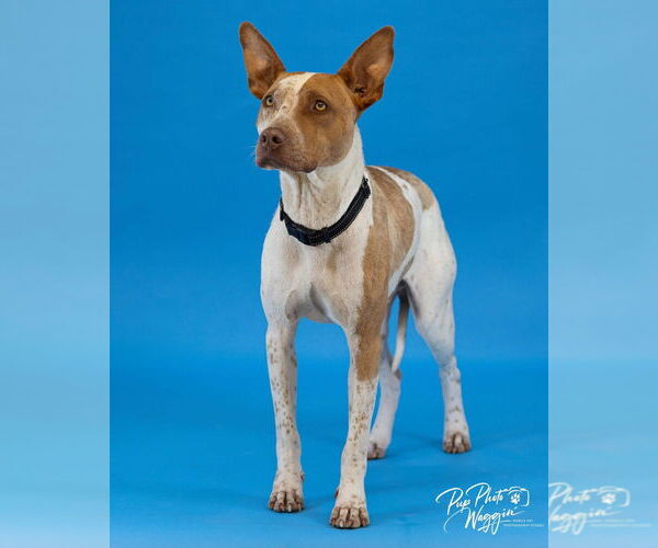 Medium Photo #3 American Pit Bull Terrier-Unknown Mix Puppy For Sale in Claremore, OK, USA