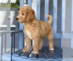 Small #4 Goldendoodle