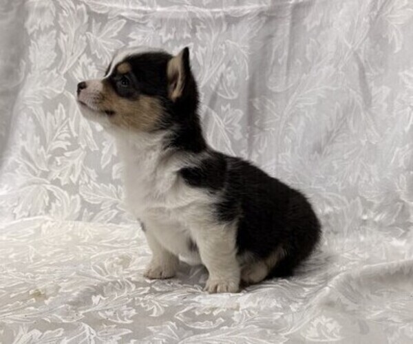 Medium Photo #4 Pembroke Welsh Corgi Puppy For Sale in STANLEY, WI, USA