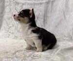 Small #3 Pembroke Welsh Corgi