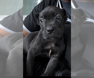 Cane Corso Litter for sale in ANDERSON, IN, USA