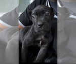 Image preview for Ad Listing. Nickname: Litter of 6