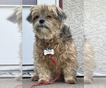 Small #2 Poodle (Miniature) Mix