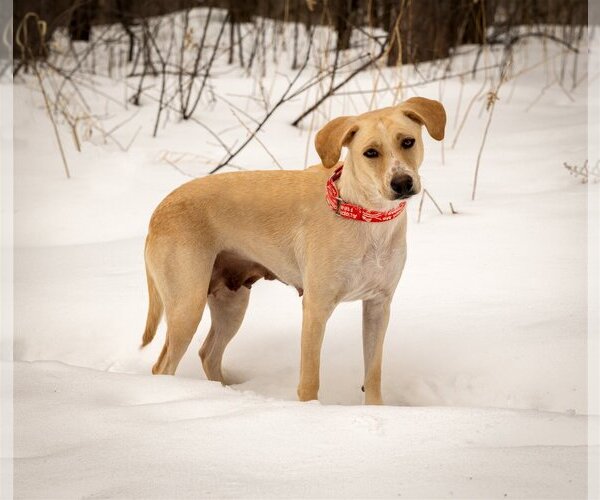 Medium Photo #8 Labrador Retriever-Unknown Mix Puppy For Sale in Plymouth, MN, USA