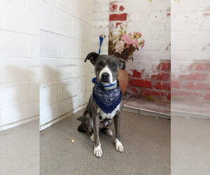 Mutt Dogs for adoption in San Bernardino, CA, USA