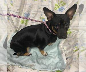 Dachshund-Unknown Mix Dogs for adoption in Modesto, CA, USA