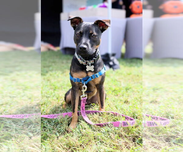 Medium Photo #1 American Pit Bull Terrier-Miniature Pinscher Mix Puppy For Sale in Holly Springs, NC, USA