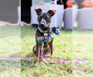 American Pit Bull Terrier-Miniature Pinscher Mix Dogs for adoption in Holly Springs, NC, USA