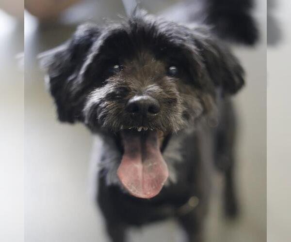 Medium Photo #1 Miniature Schnauzer-Unknown Mix Puppy For Sale in San Antonio, TX, USA