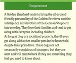Small #23 Golden Shepherd