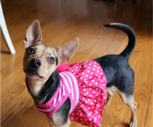 Chihuahua-Unknown Mix Dogs for adoption in Cranston, RI, USA