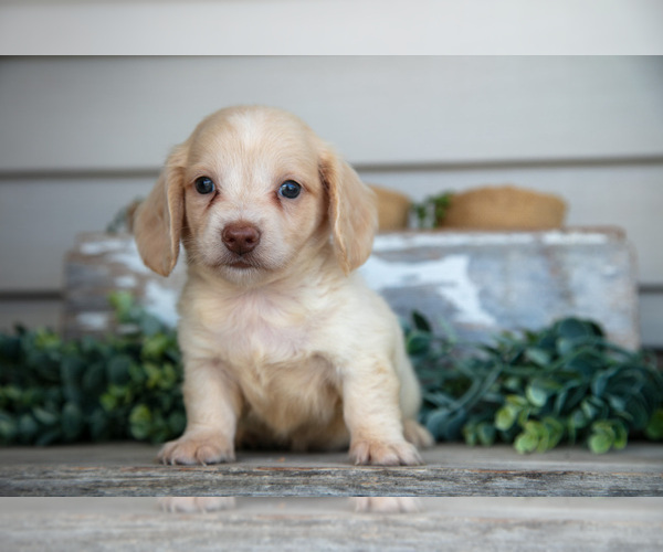 Medium Photo #3 Dachshund Puppy For Sale in NAPPANEE, IN, USA