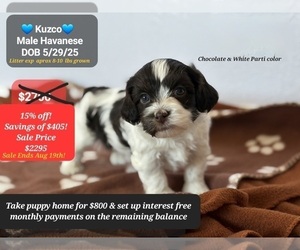 Havanese Puppy for sale in TUCSON, AZ, USA