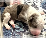 Small #4 Aussiedoodle Miniature 