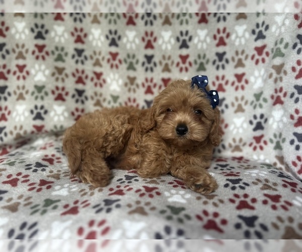 Medium Photo #2 Cavapoo Puppy For Sale in LAKELAND, FL, USA