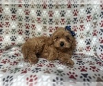 Small #1 Cavapoo