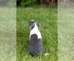 Small #11 Boston Terrier
